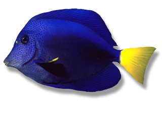 Reef Tectonics